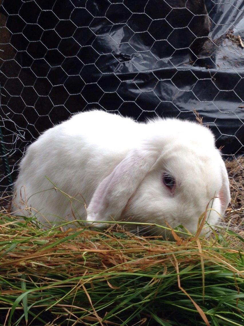 Kanin Casanova billede 6