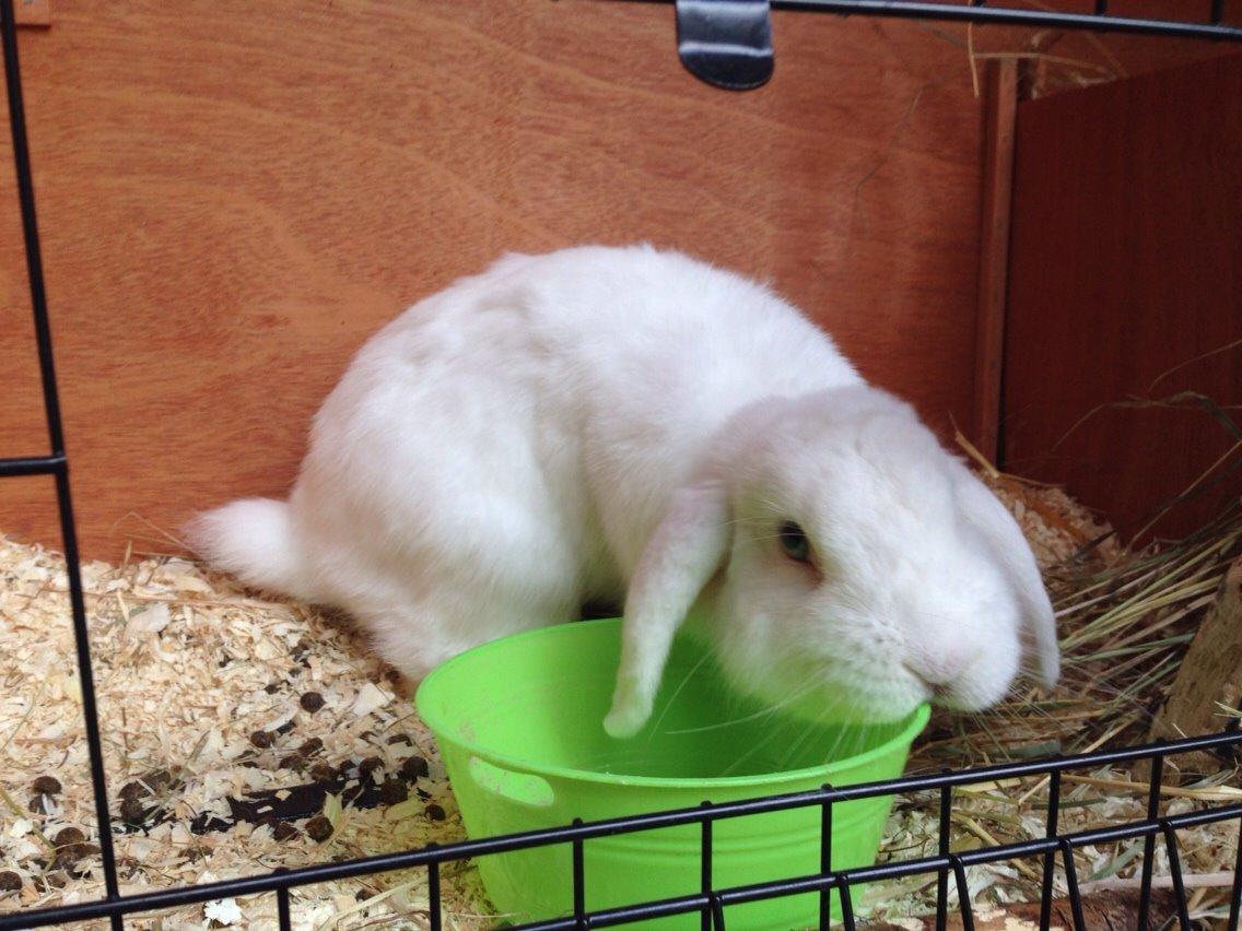 Kanin Casanova billede 8