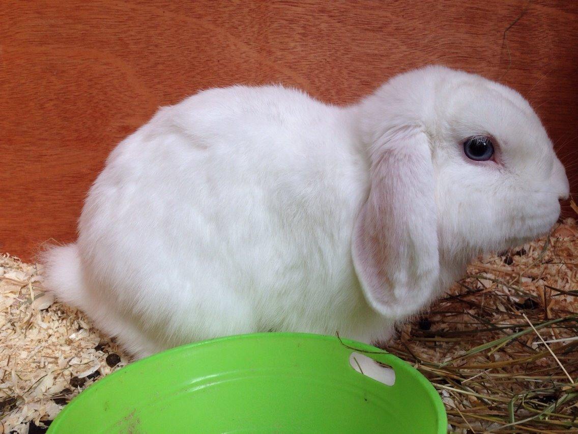 Kanin Casanova billede 7