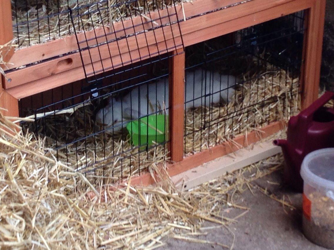 Kanin Casanova billede 9