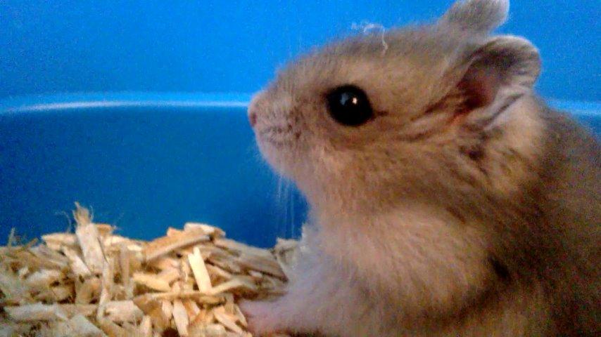 Dværghamster Kvik - Halløj (: billede 2