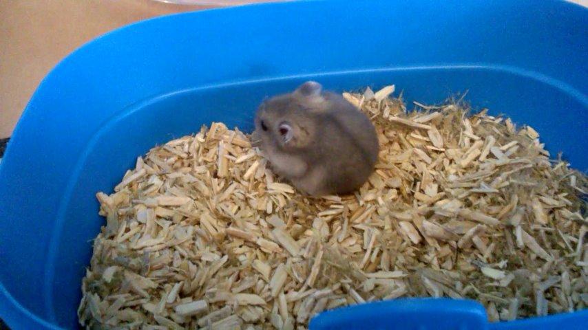 Dværghamster Kvik - Hvad med her? billede 4