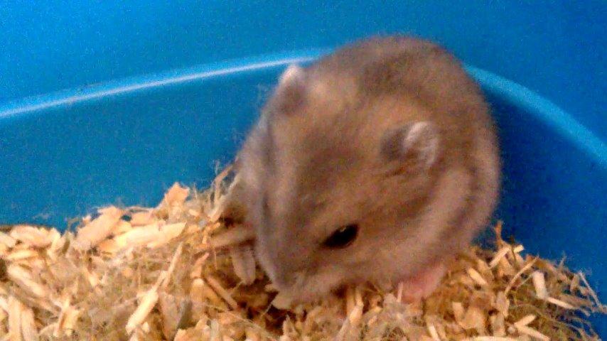 Dværghamster Kvik - Mh, er der noget mad? billede 3