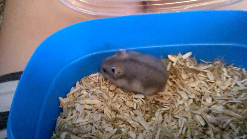 Dværghamster Kvik - Pusle pusle z3 billede 5