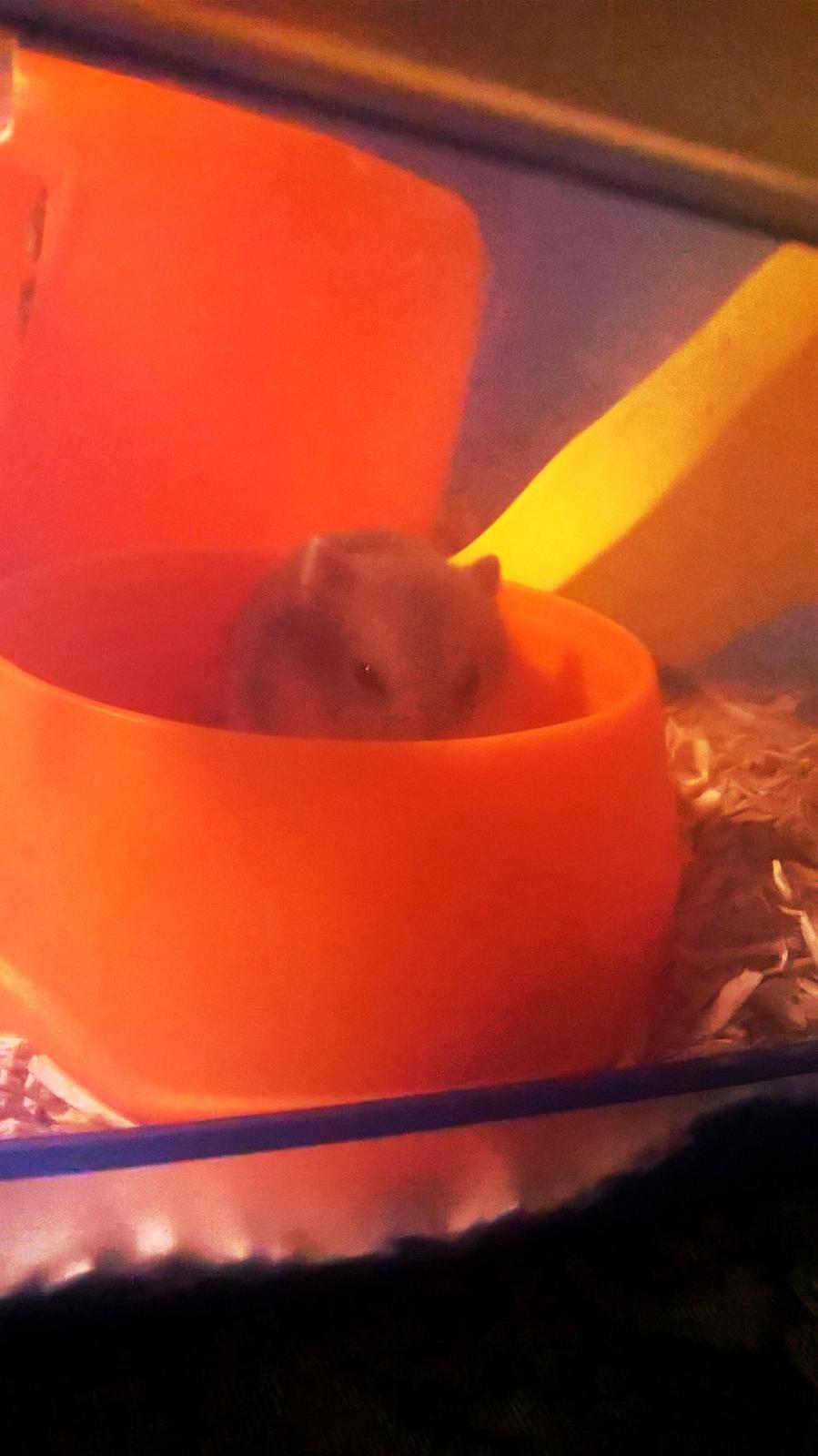 Dværghamster Kvik - Nom nom <3 billede 1