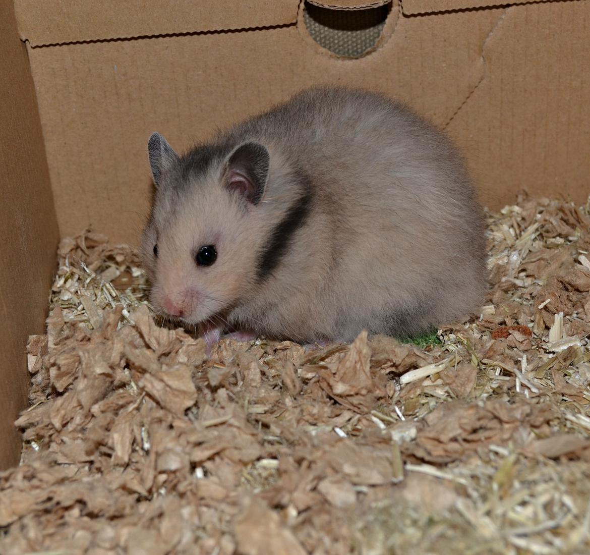 Hamster Fischers Cruella De'vil  billede 7