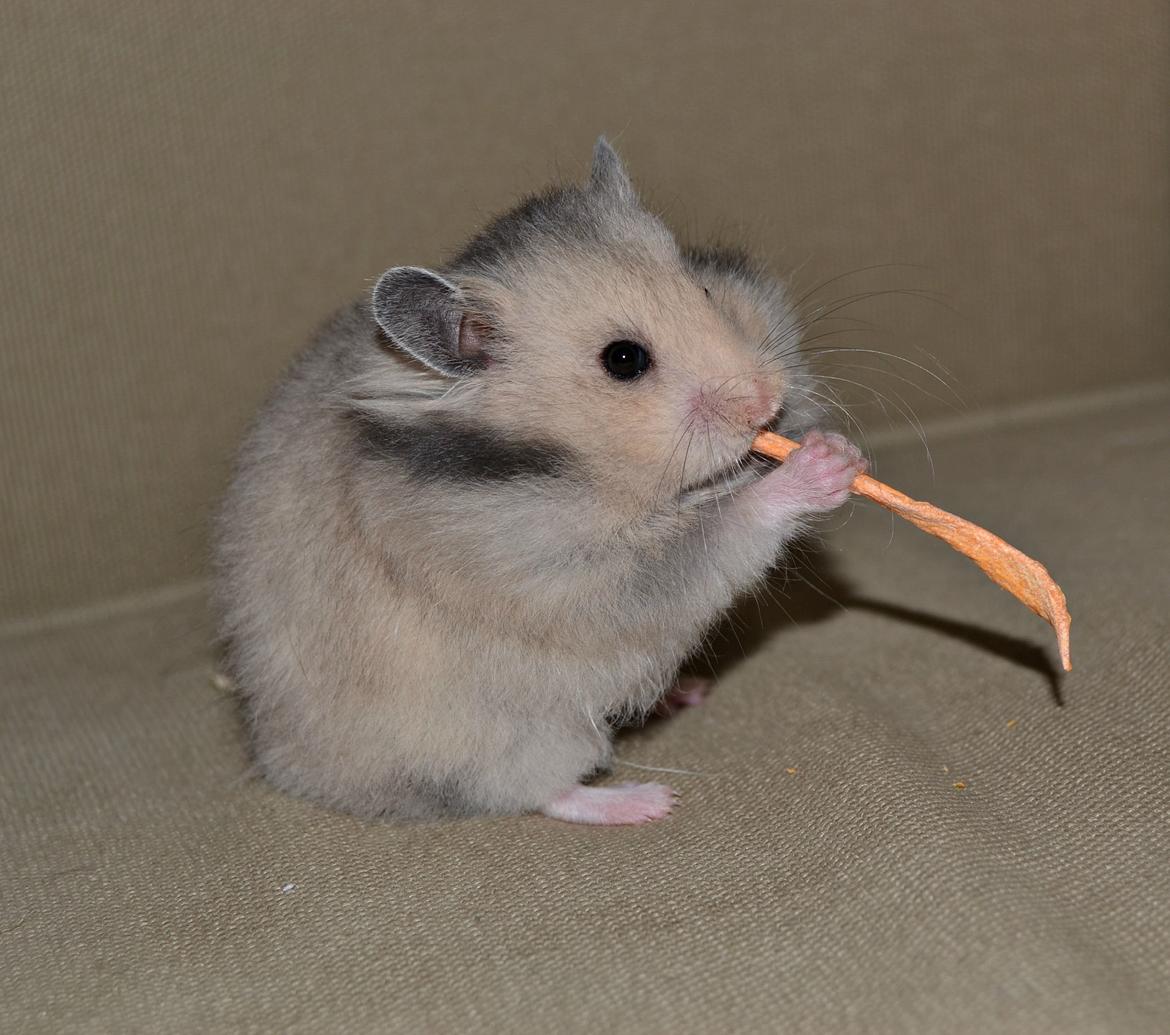 Hamster Fischers Cruella De'vil  billede 5