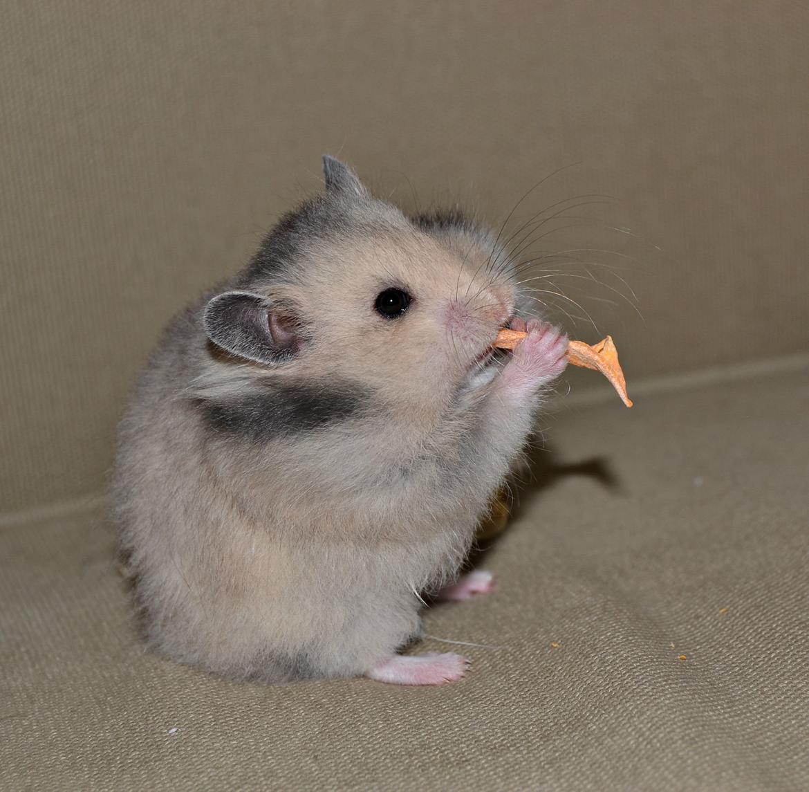 Hamster Fischers Cruella De'vil  billede 11