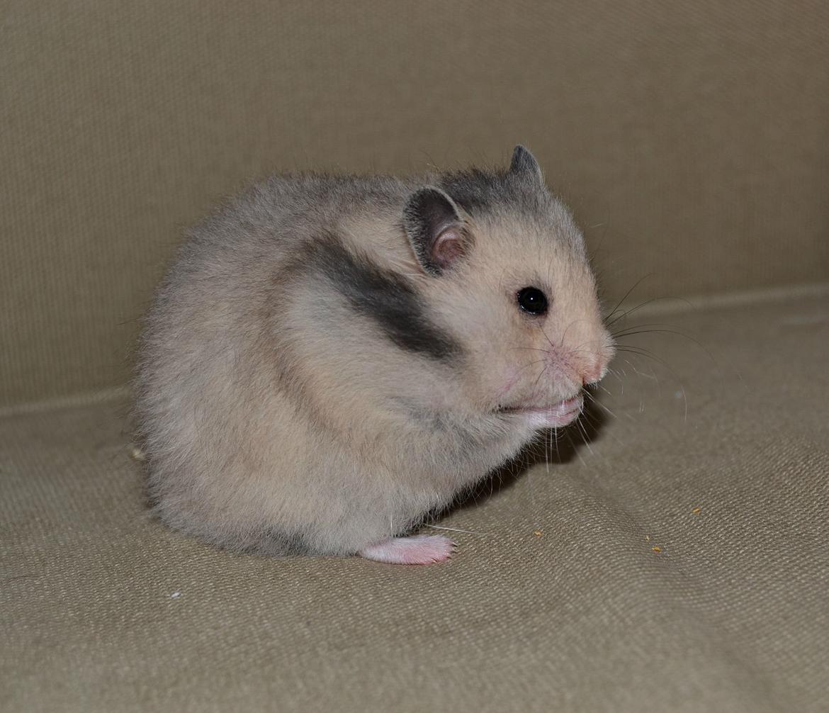 Hamster Fischers Cruella De'vil  billede 13