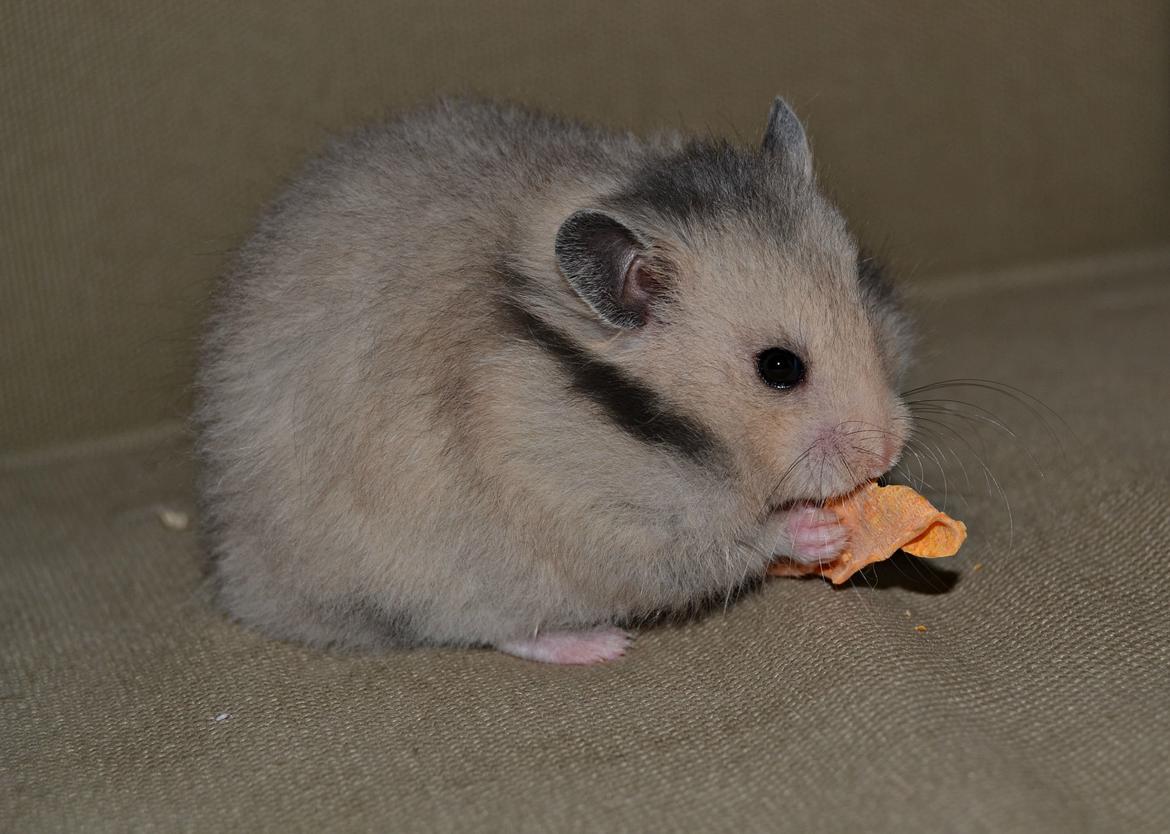 Hamster Fischers Cruella De'vil  billede 9