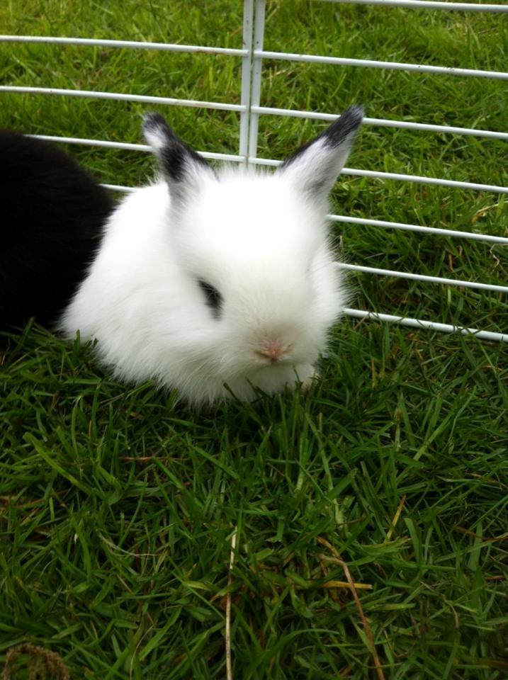 Kanin Kalle billede 1