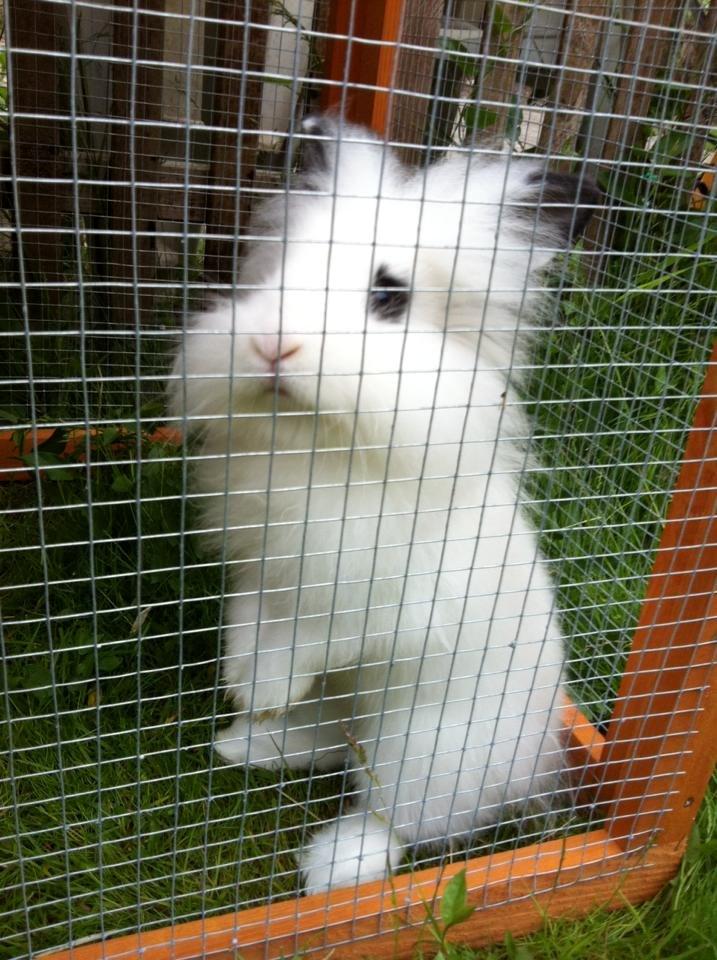 Kanin Kalle billede 3