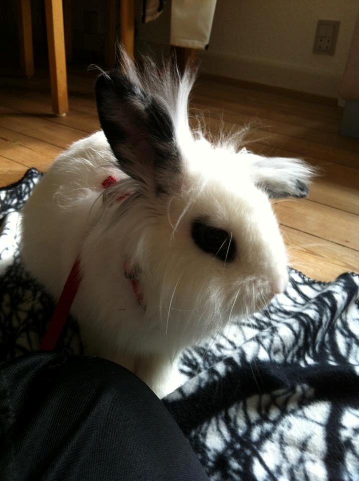 Kanin Kalle billede 4