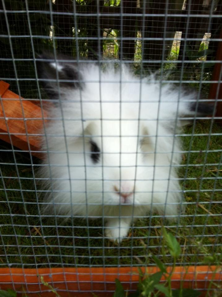 Kanin Kalle billede 5