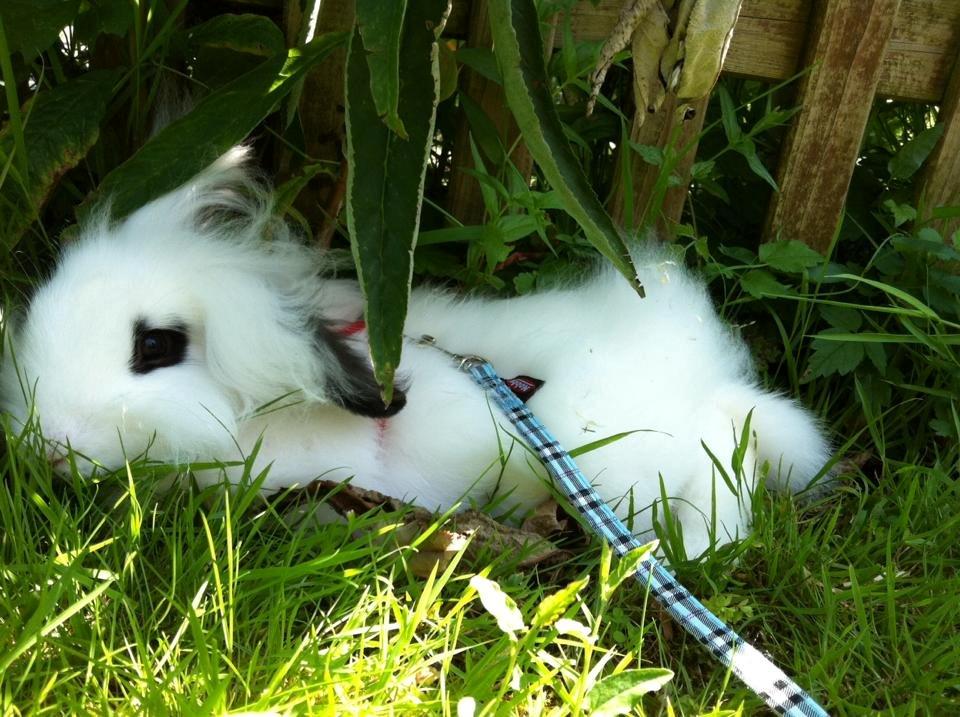 Kanin Kalle billede 2