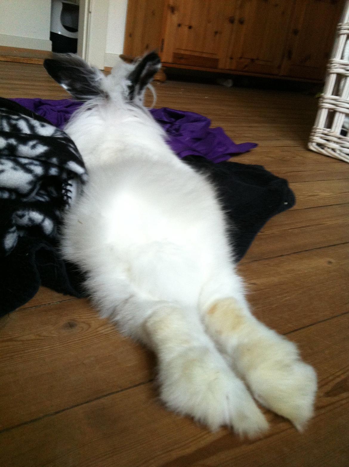 Kanin Kalle billede 6