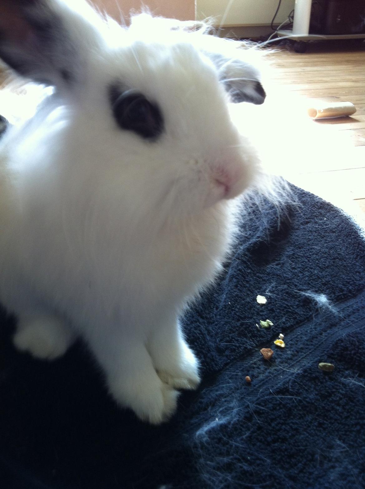 Kanin Kalle billede 7