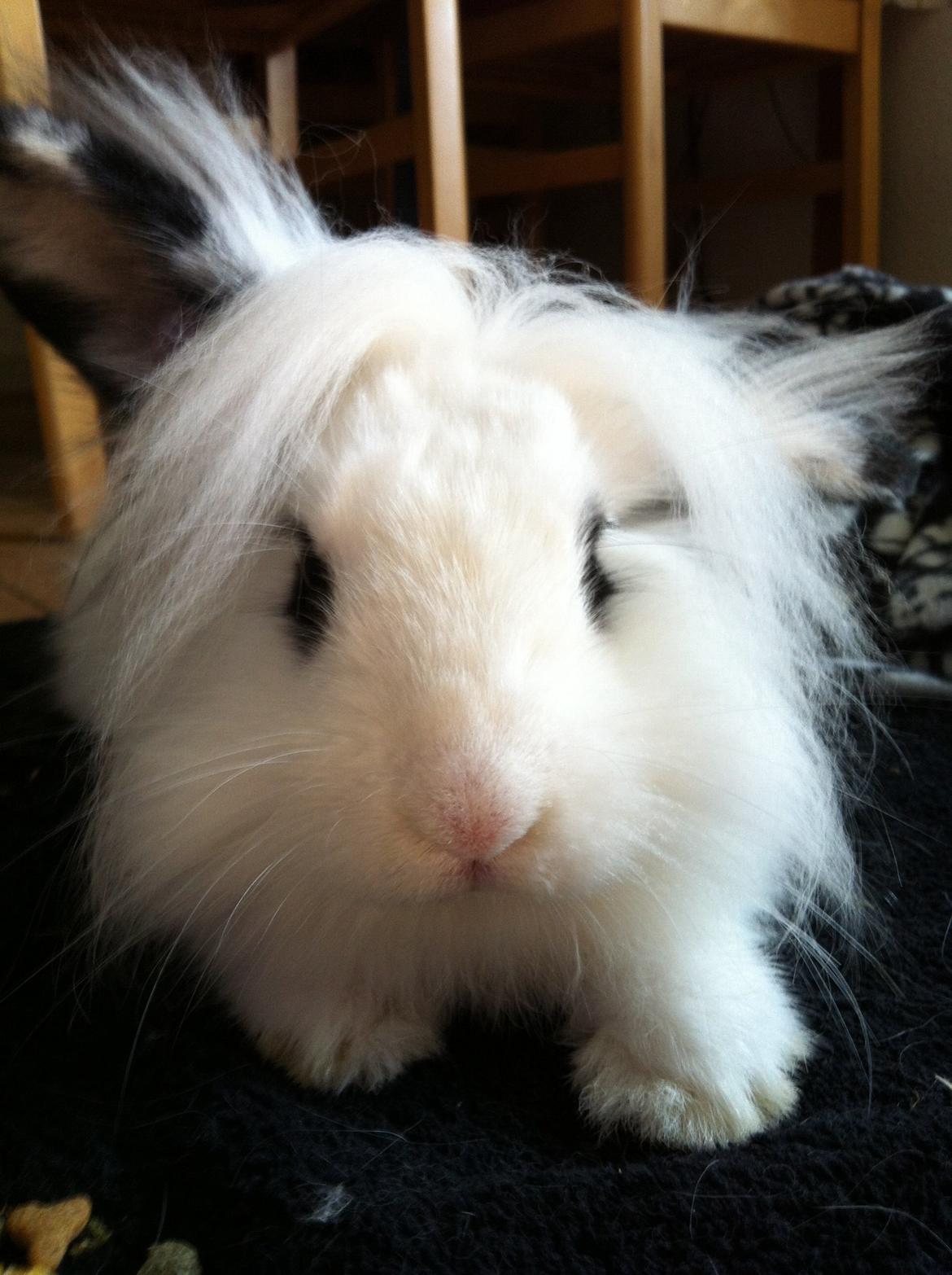 Kanin Kalle billede 9