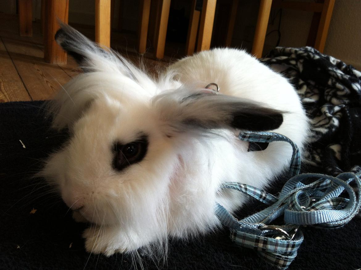 Kanin Kalle billede 8