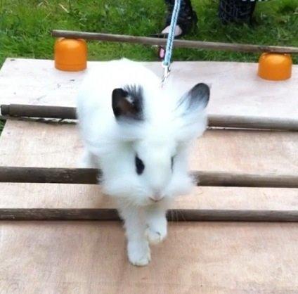 Kanin Kalle billede 11