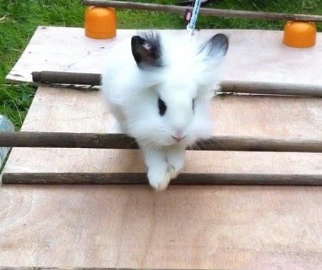 Kanin Kalle billede 12