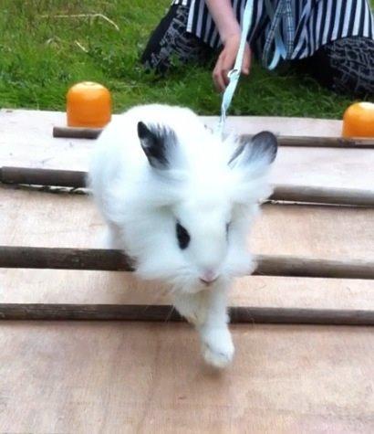 Kanin Kalle billede 13