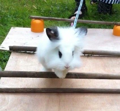 Kanin Kalle billede 10