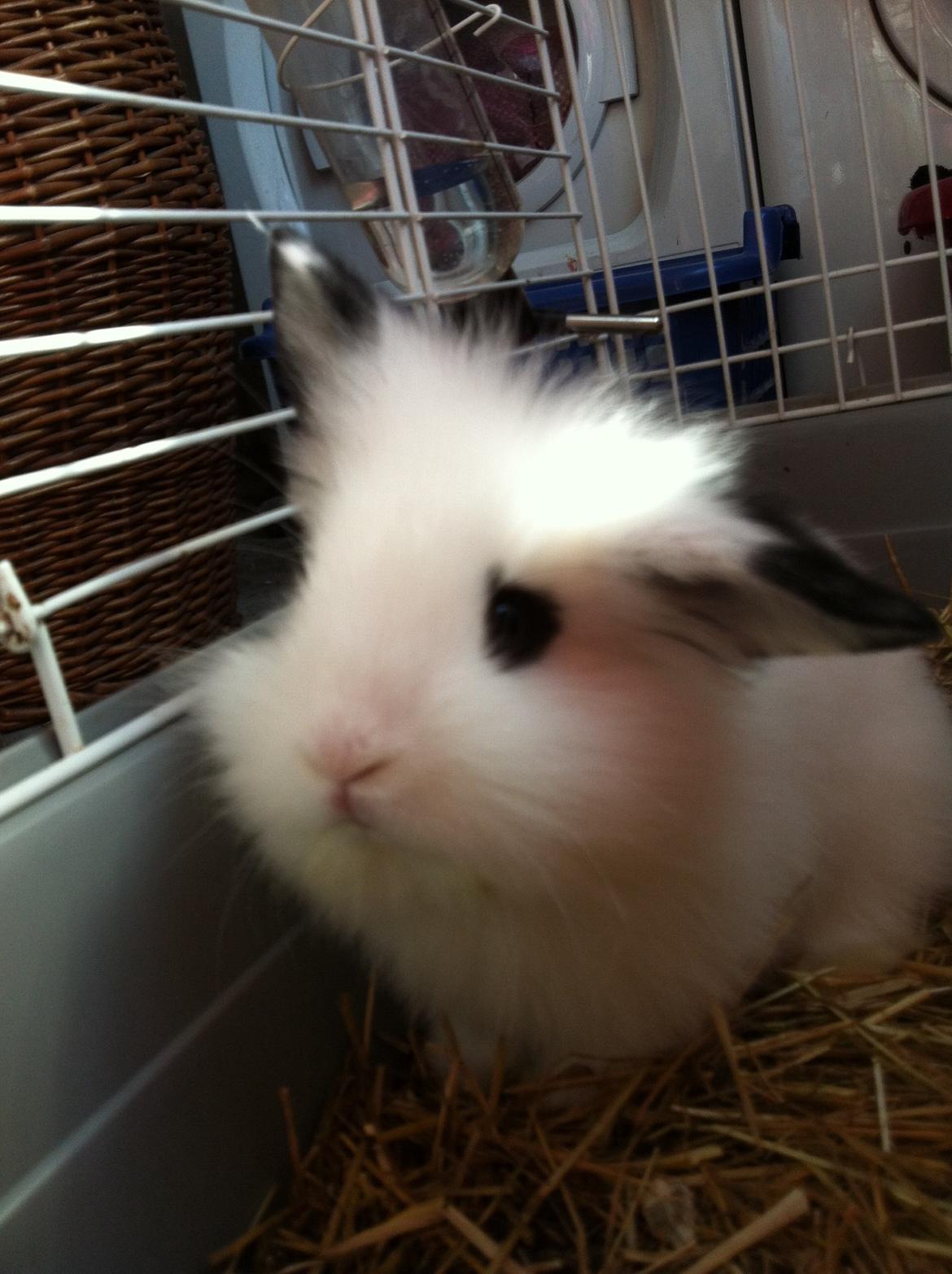 Kanin Kalle billede 14