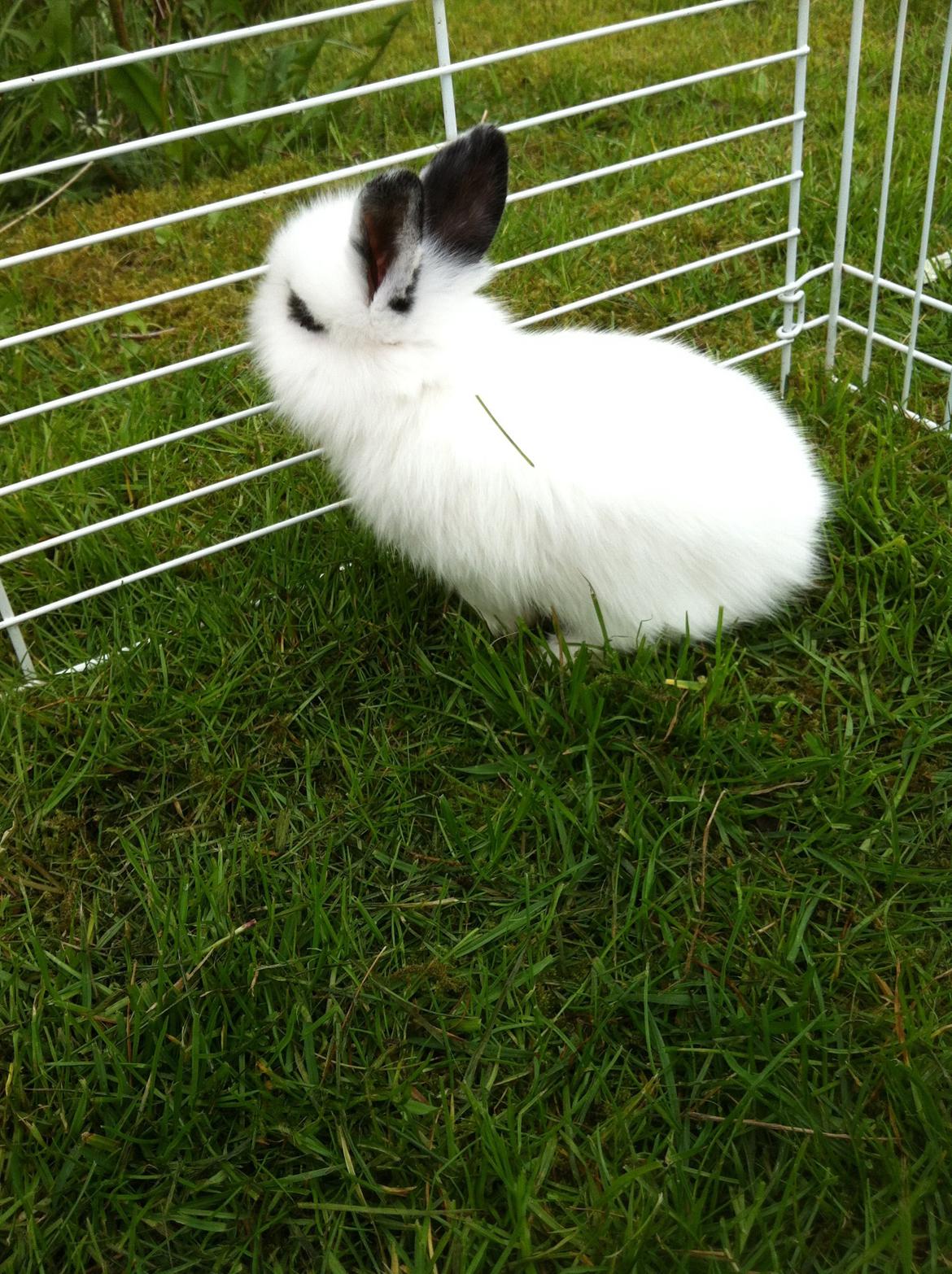 Kanin Kalle billede 15