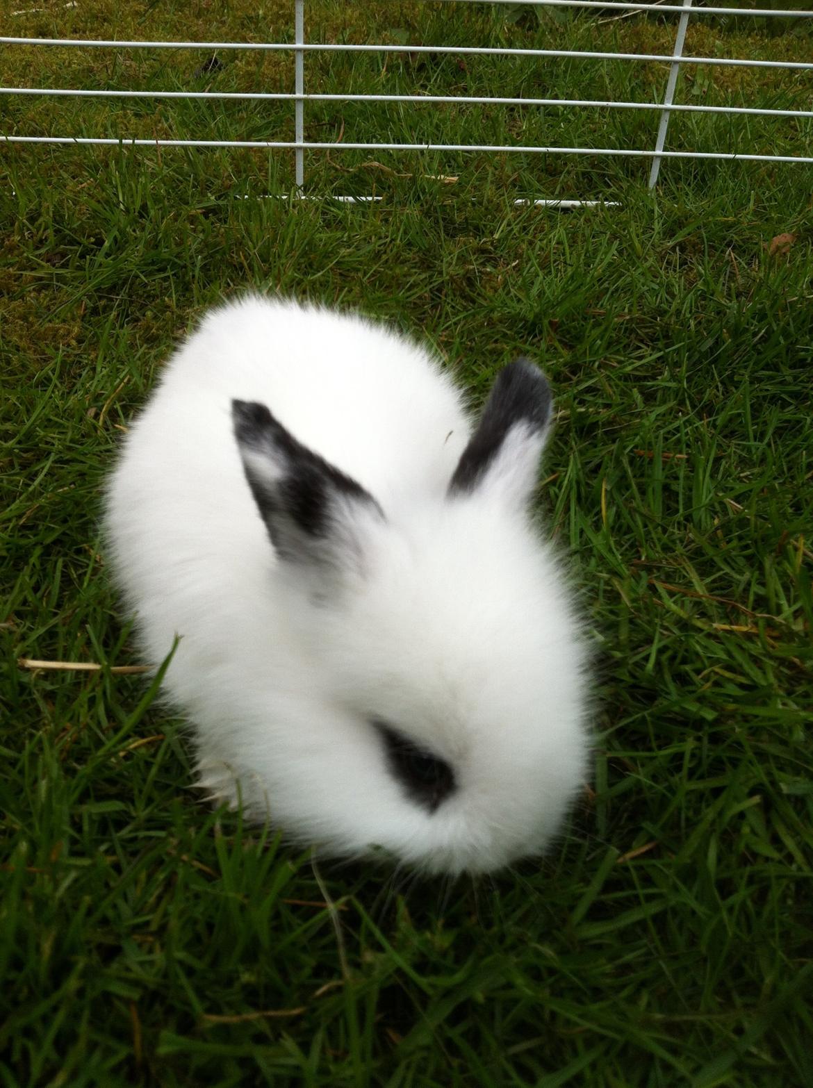 Kanin Kalle billede 16