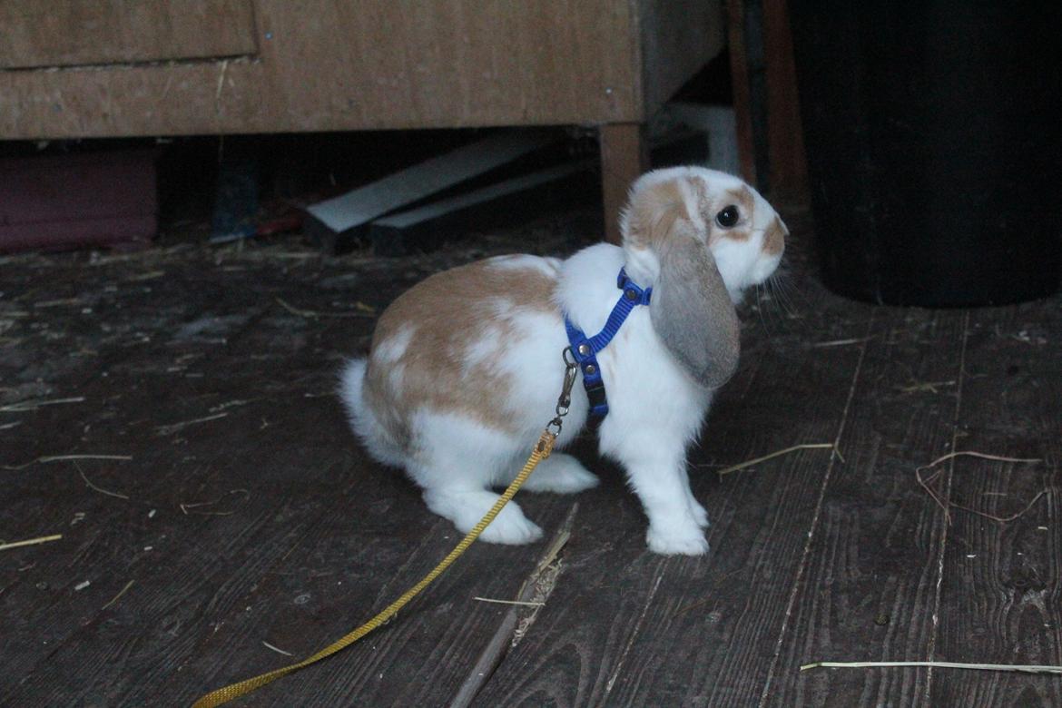 Kanin Bjørkvangs Miina billede 6