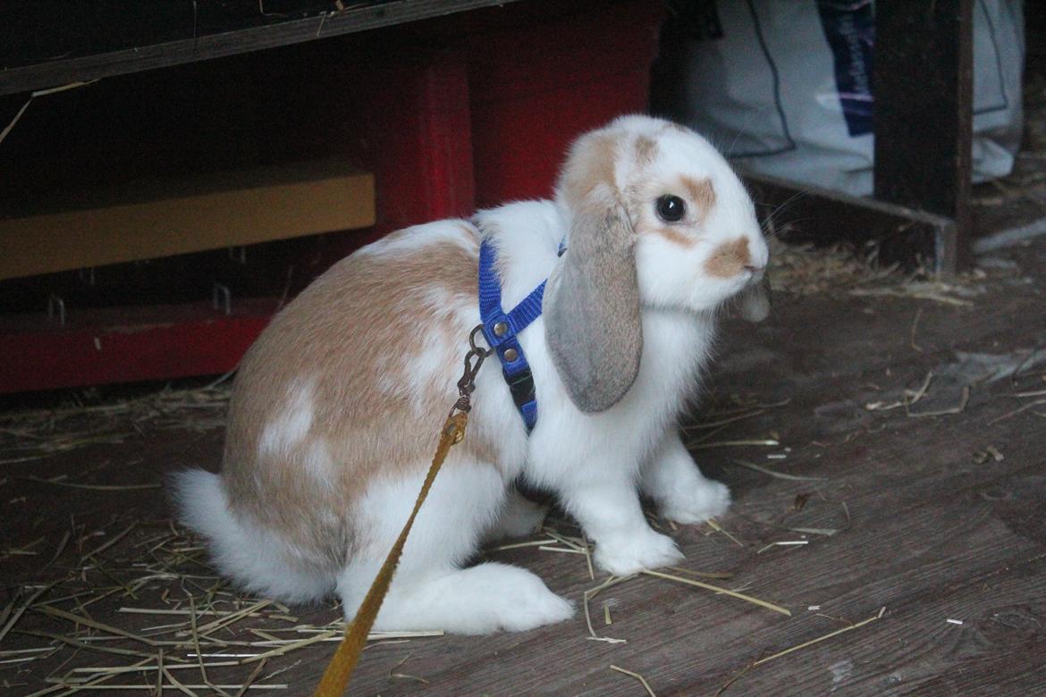 Kanin Bjørkvangs Miina billede 5