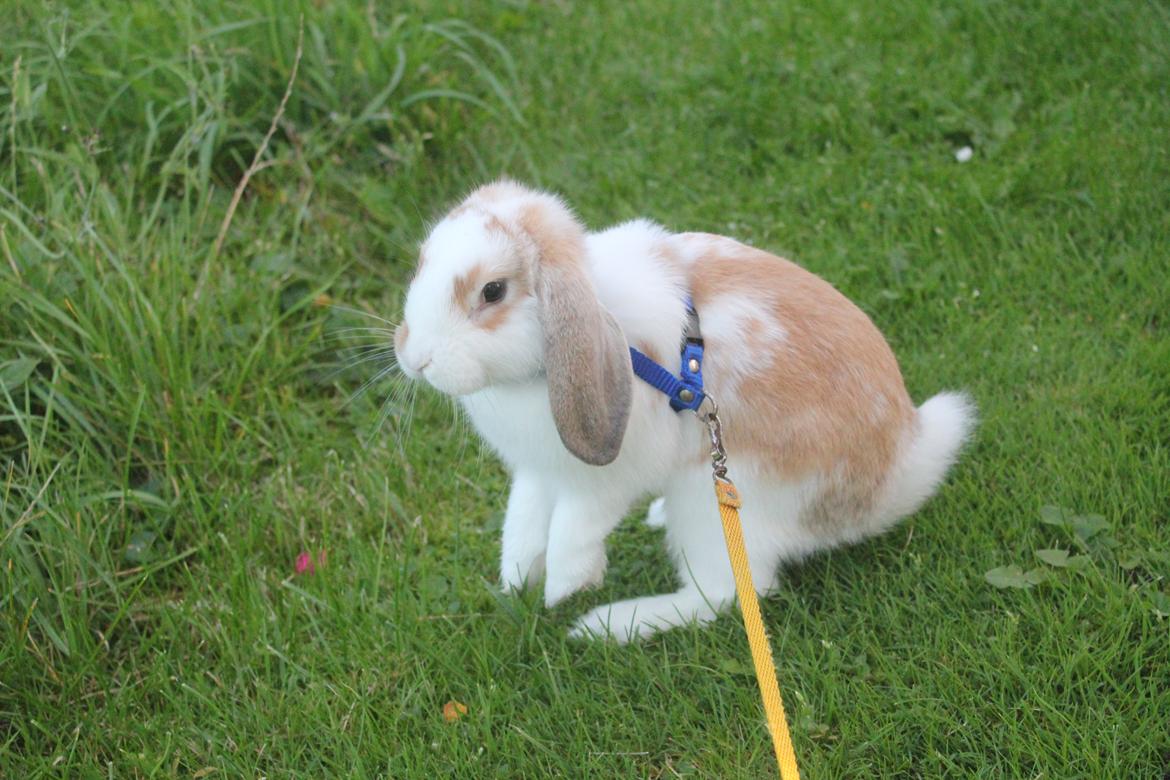 Kanin Bjørkvangs Miina billede 11