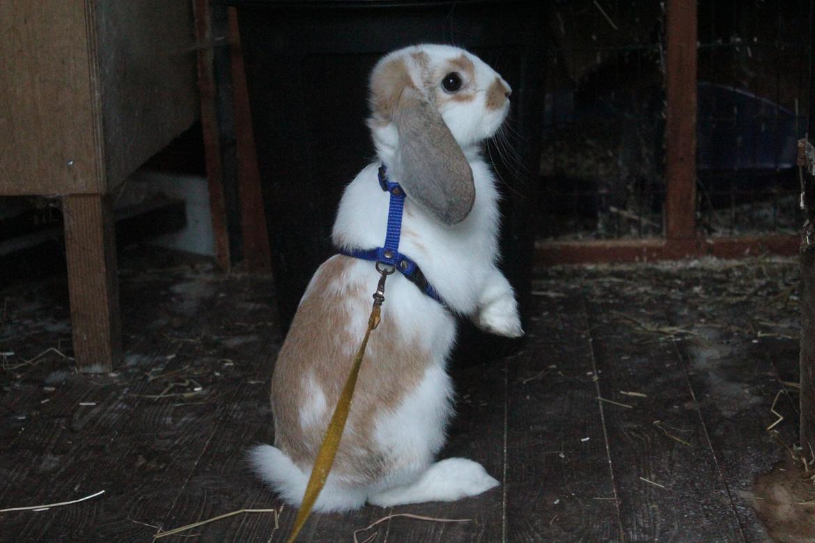 Kanin Bjørkvangs Miina billede 8