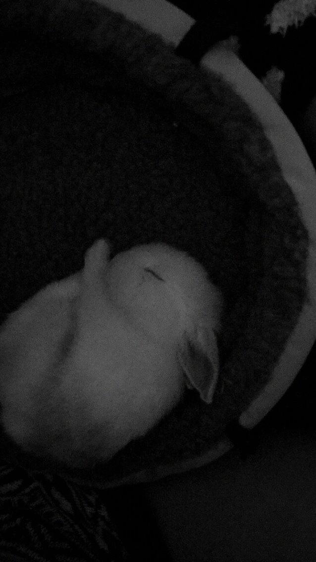 Kanin Peanut billede 2