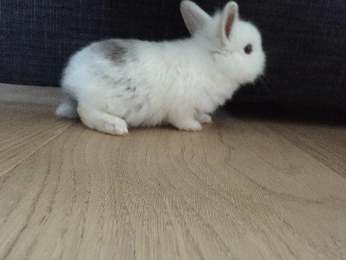 Kanin Peanut billede 5