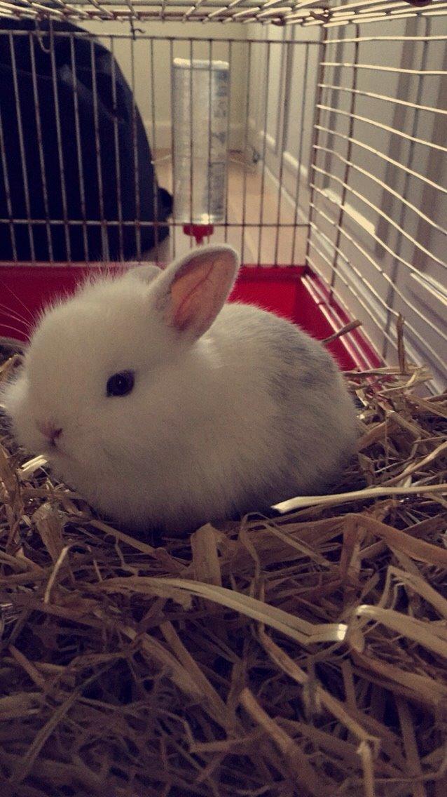 Kanin Peanut billede 4