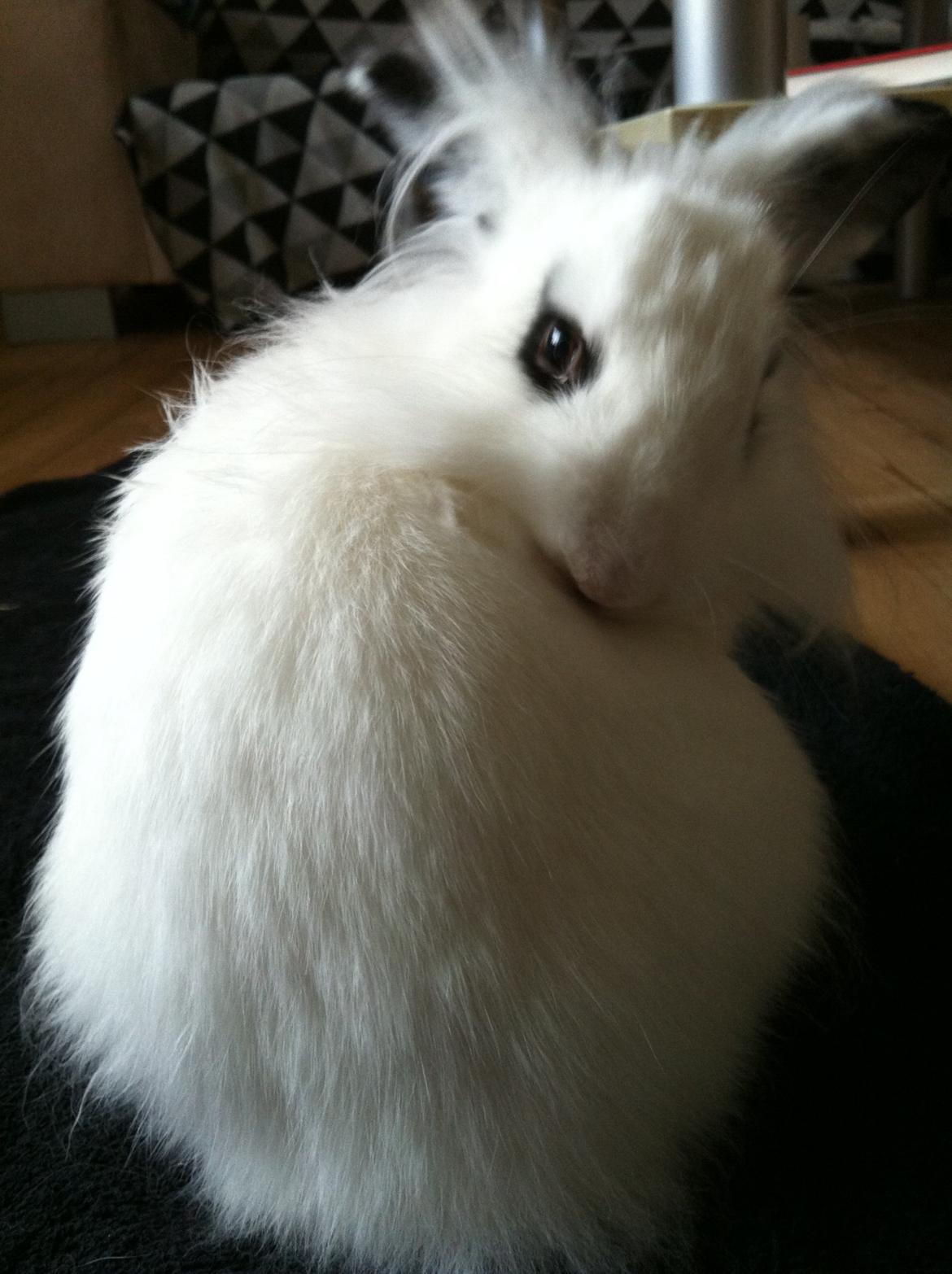 Kanin Kalle billede 17