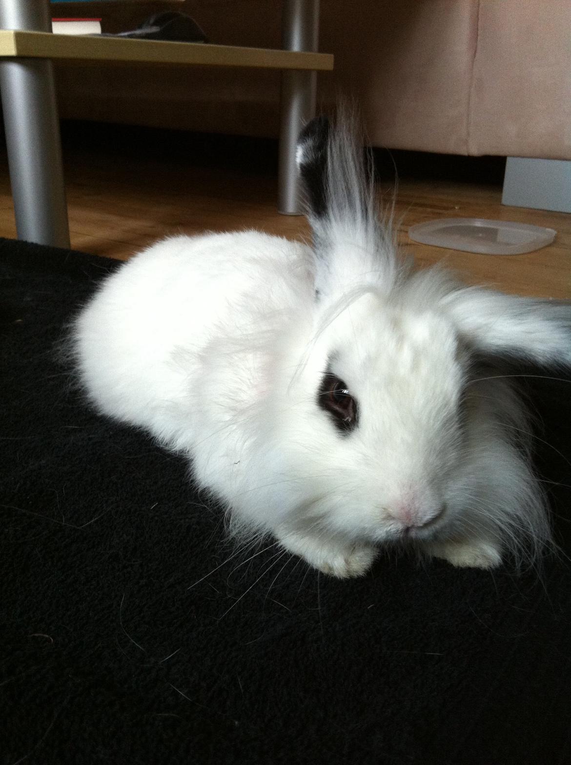 Kanin Kalle billede 18