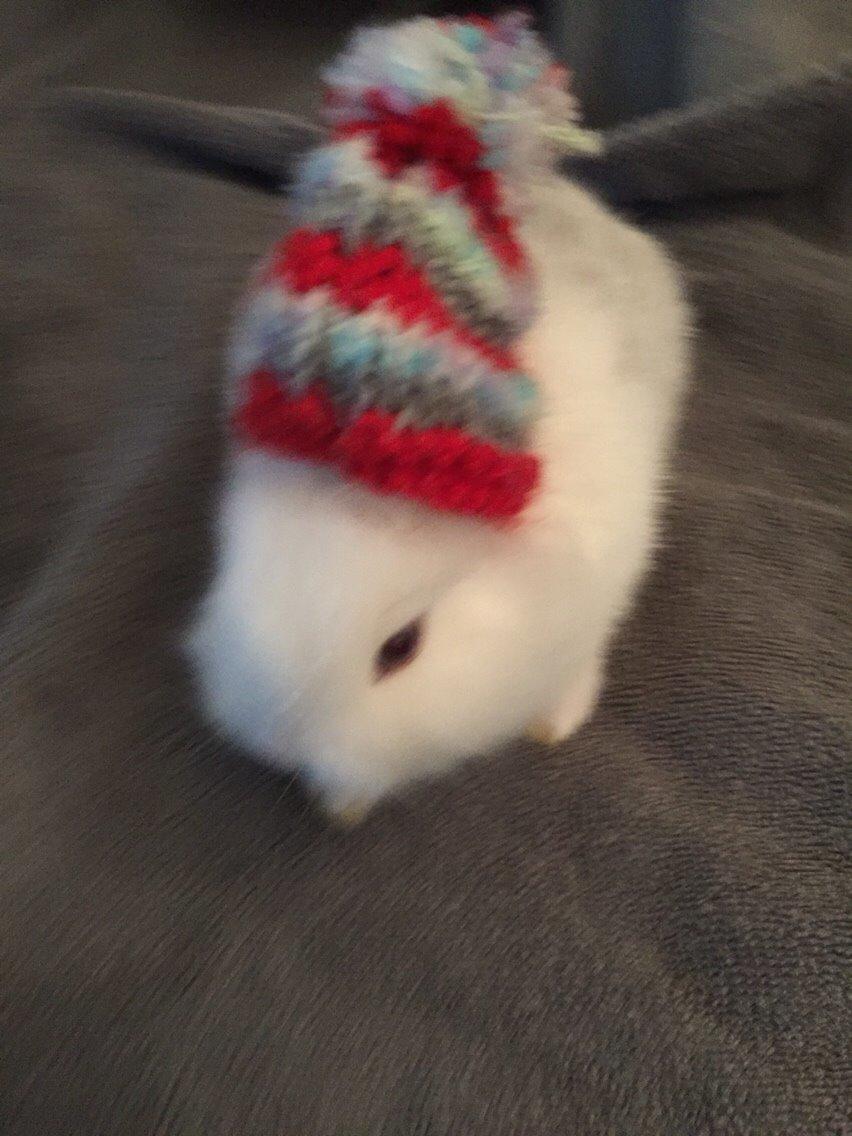 Kanin Peanut billede 7