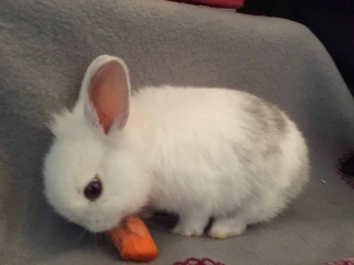 Kanin Peanut billede 6