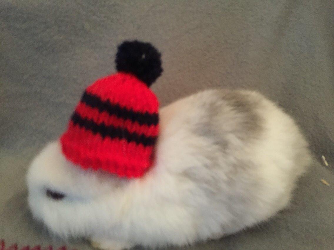 Kanin Peanut billede 8