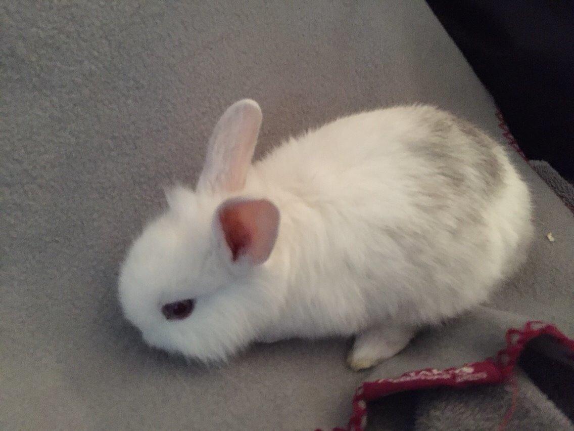 Kanin Peanut billede 9