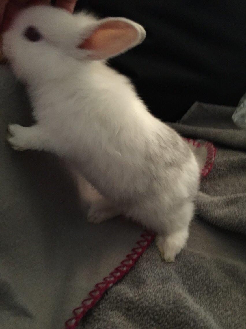 Kanin Peanut billede 10