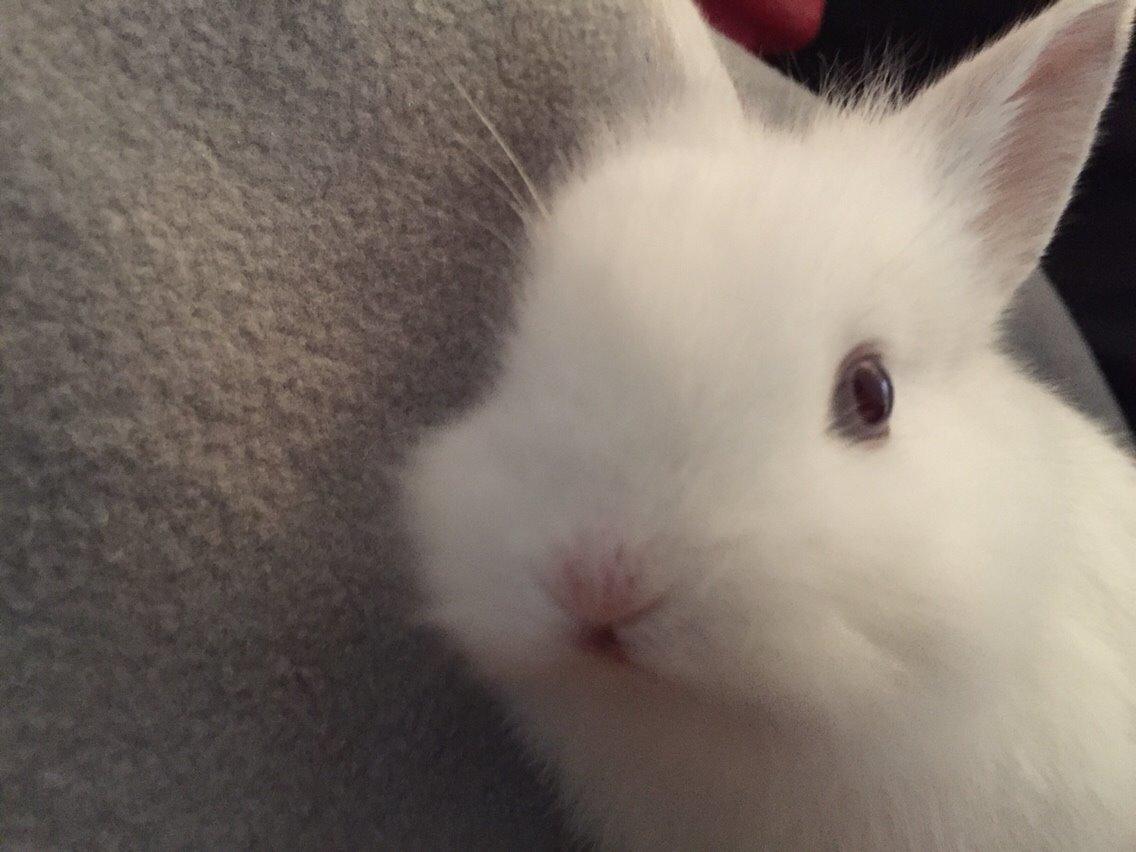 Kanin Peanut billede 11