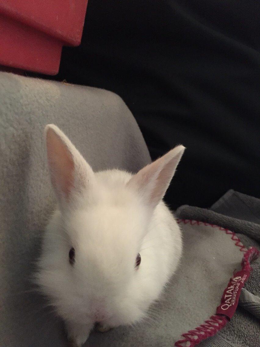 Kanin Peanut billede 12