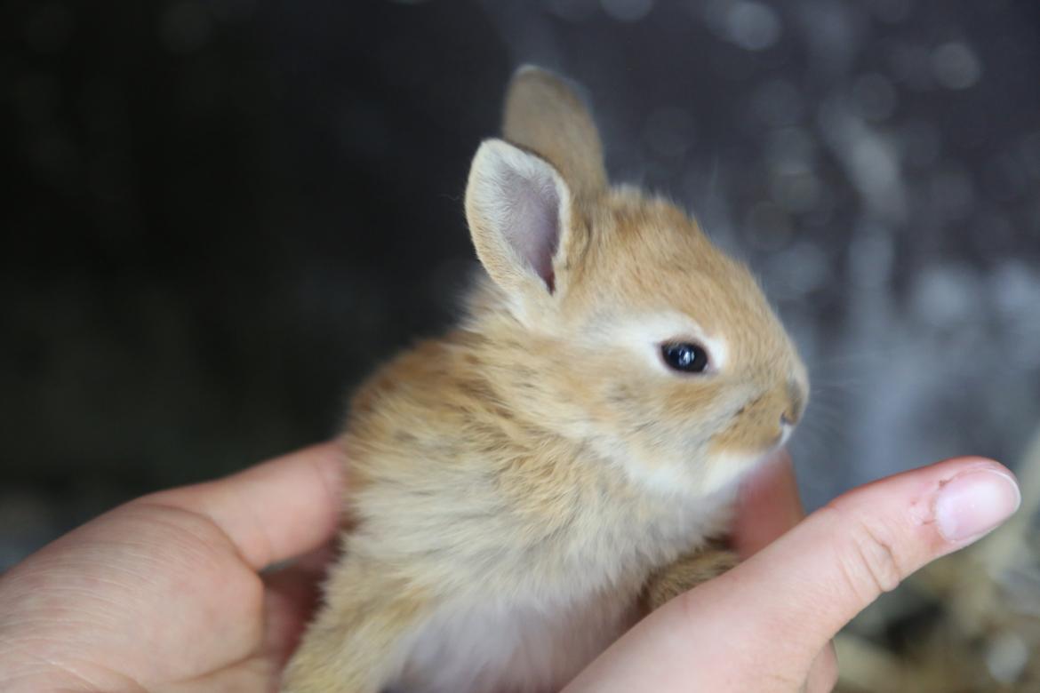 Kanin Engegård's Lille Løvehjerte billede 4