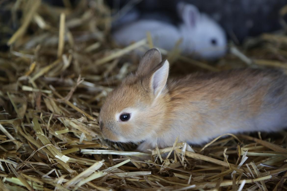 Kanin Engegård's Lille Løvehjerte billede 5