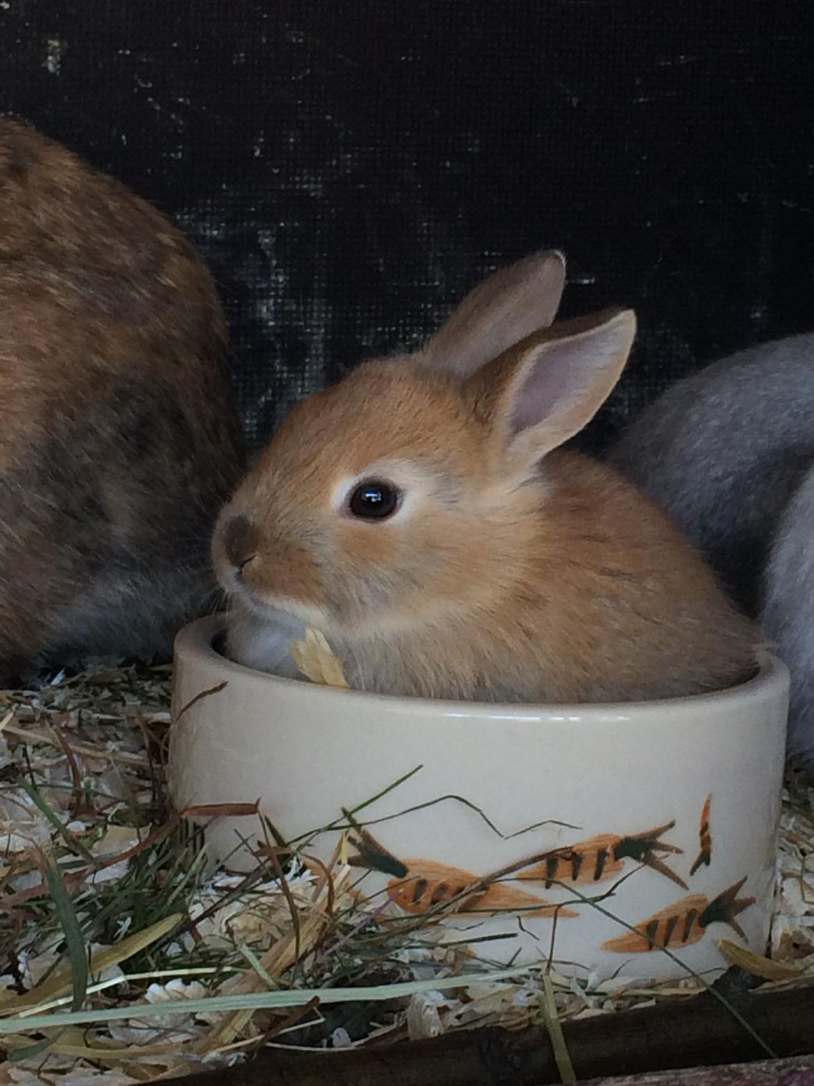 Kanin Engegård's Lille Løvehjerte billede 1