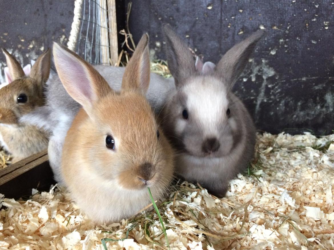 Kanin Engegård's Lille Løvehjerte billede 6